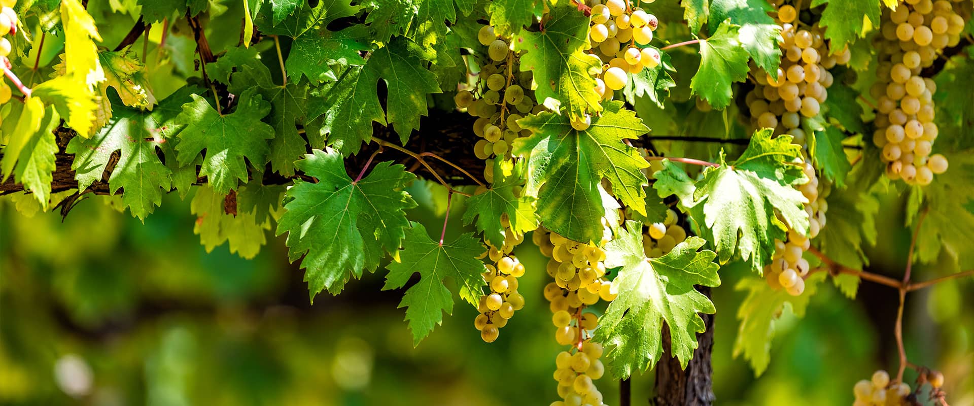 Tipico Osteria contemporanea tra tradizione e modernità. Montone Umbria Italia